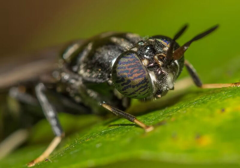 Insect Oil-Derived Pet Foods Main Gallery Image