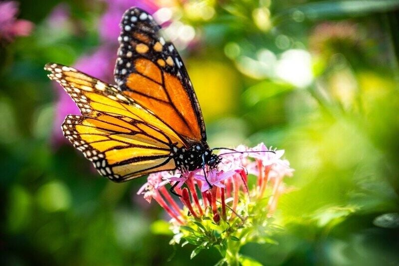 Monarch Butterfly Conservation Efforts Main Gallery Image