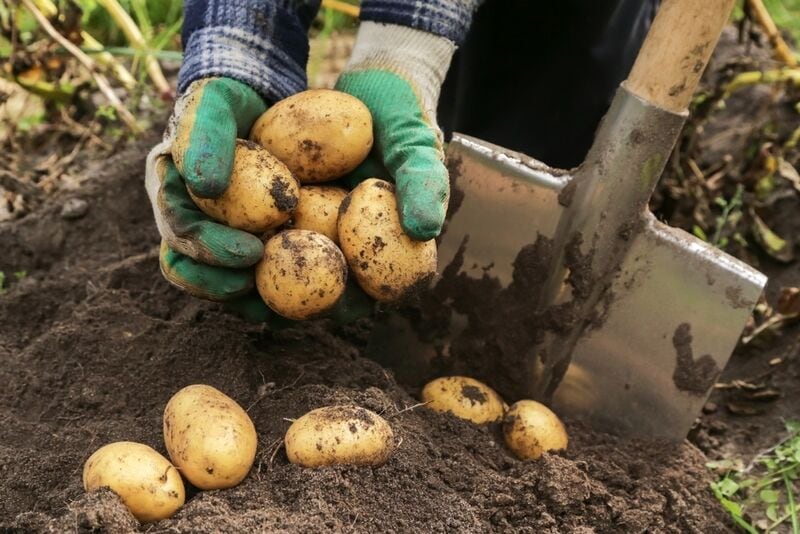 Sustainable Potato Cultivation Partnerships Main Gallery Image