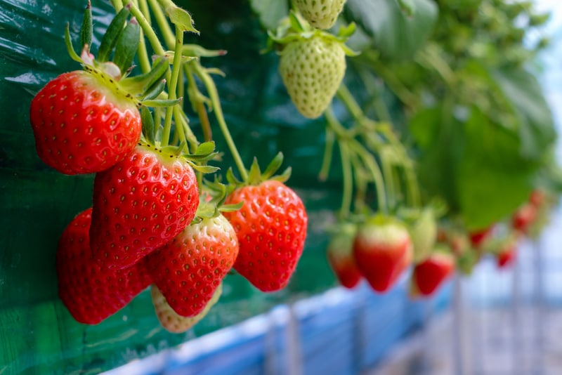 Climate Resilient Strawberries Main Gallery Image