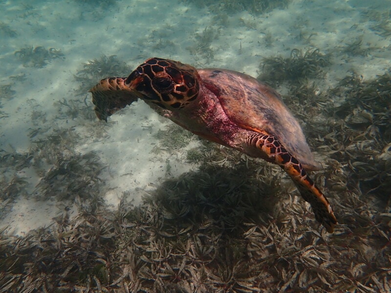 Large-Scale Seagrass Mapping Initiatives Main Gallery Image