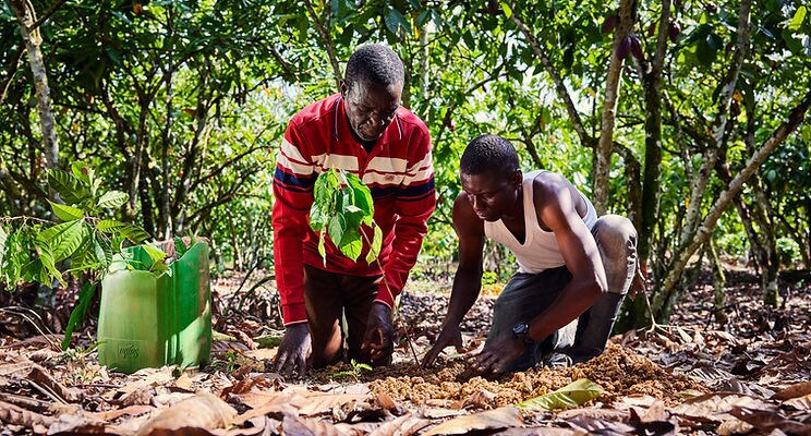Cocoa Agroforestry Partnerships