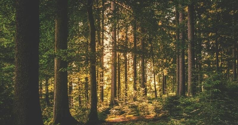Forest Management Investment Funds Main Gallery Image