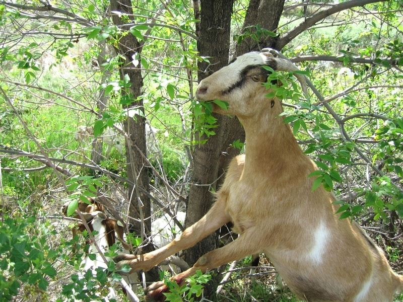 Goat Grazing Programs Main Gallery Image