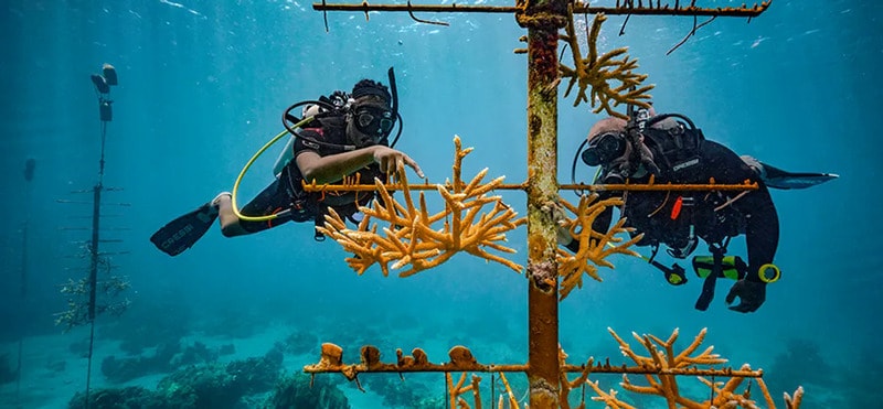 Coral Reef Restoration Efforts Main Gallery Image