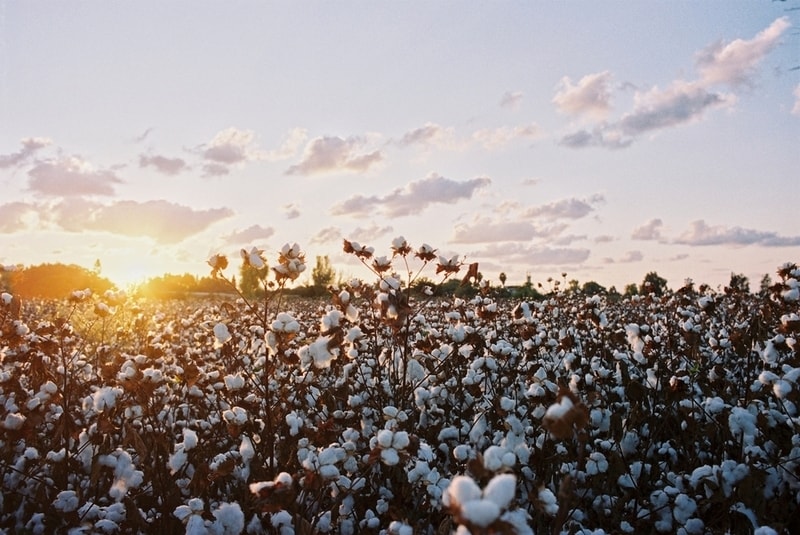 Regenerative Cotton Standards Main Gallery Image