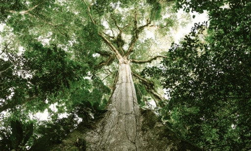 Carbon Credit Marketplaces Main Gallery Image