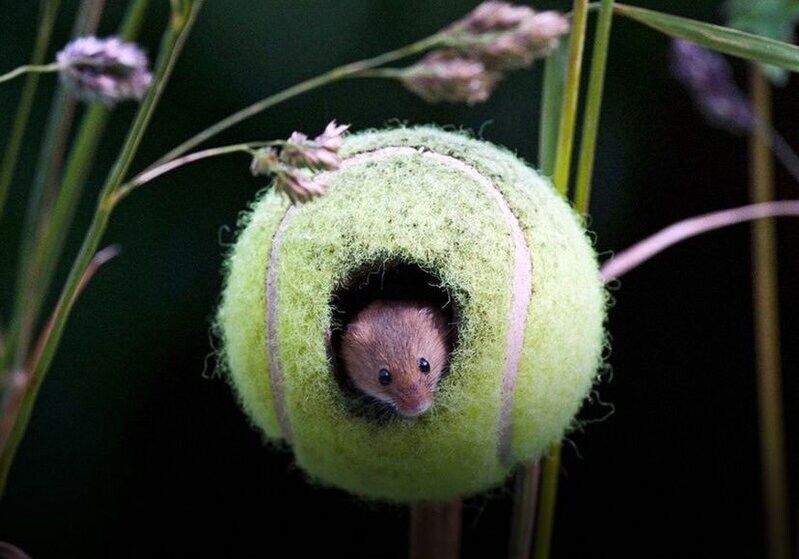 Upcycled Mouse Habitats Main Gallery Image