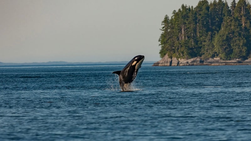 Aquatic Conservation Initiatives Main Gallery Image