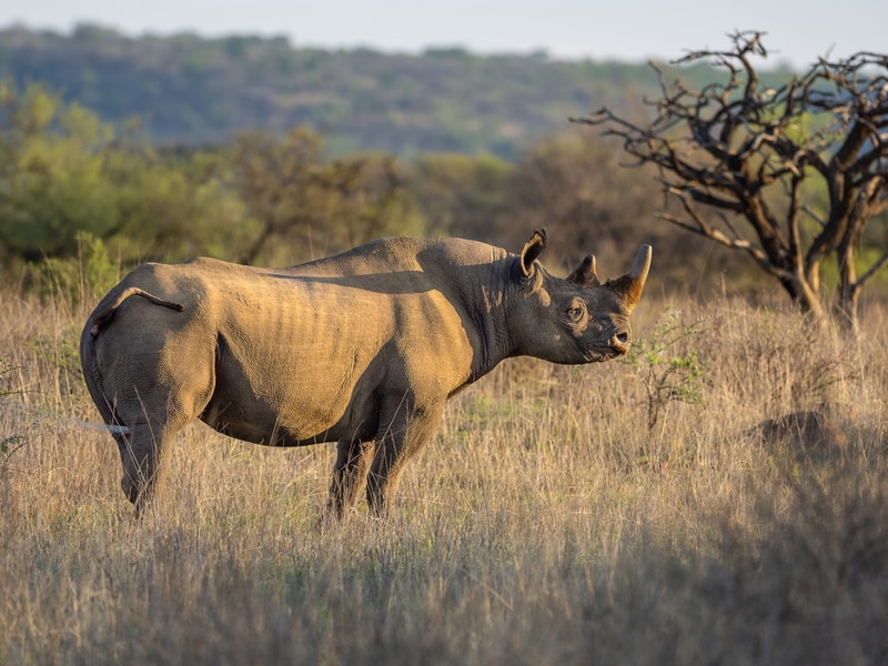 Black Rhino Sanctuaries Main Gallery Image