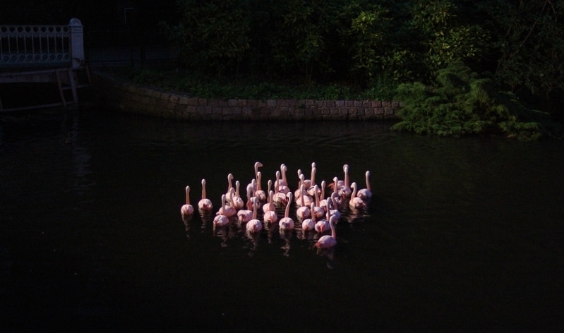 Reduced Light Pollution Zoos Main Gallery Image