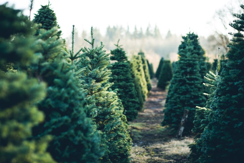 Farm-Sourced Christmas Trees Main Gallery Image