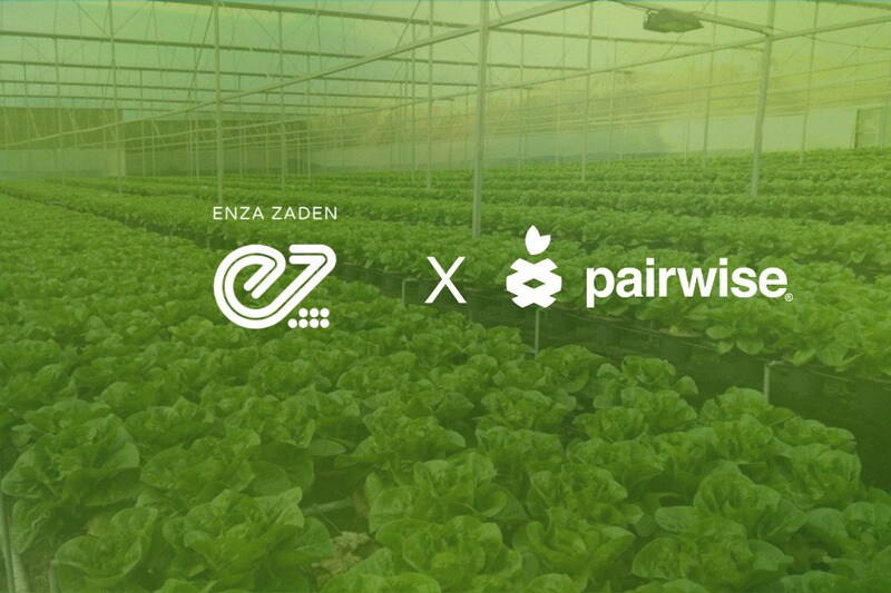 Vegetable Breeding Partnerships Main Gallery Image