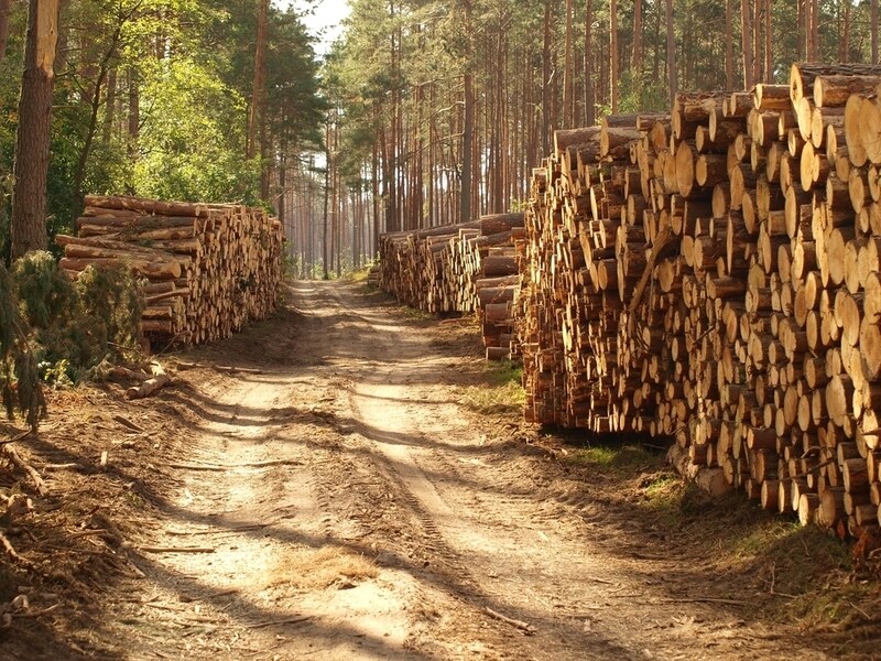 Mass Timber Projects Main Gallery Image