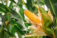Fiber-Boosting Corn Blends Main Gallery Image