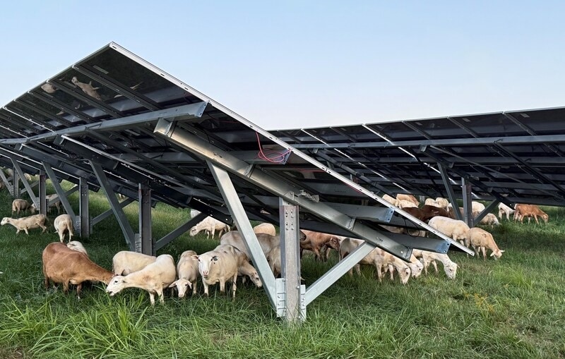 Solar Grazing Sites Main Gallery Image