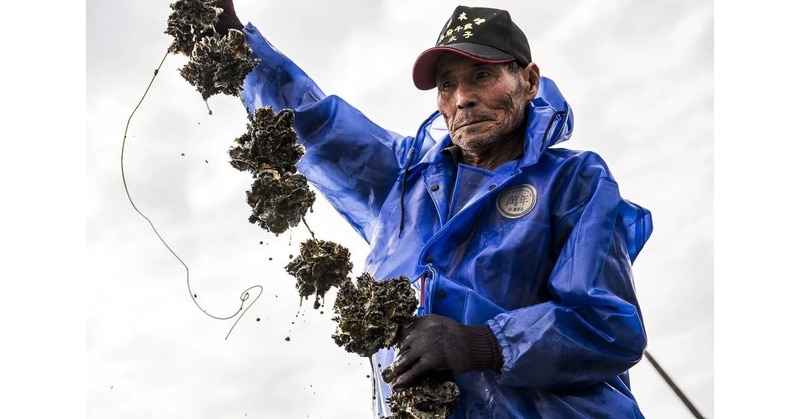Oyster-Shell-Incorporated Textile Materials Main Gallery Image