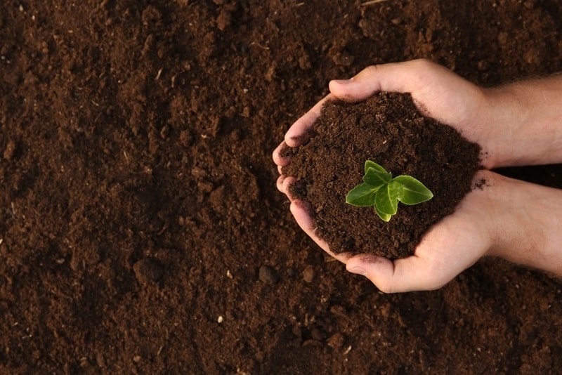 Soil Regeneration Events Main Gallery Image