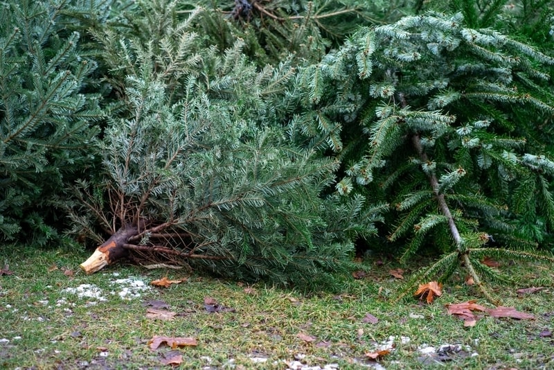 Christmas Tree Recycling Efforts Main Gallery Image