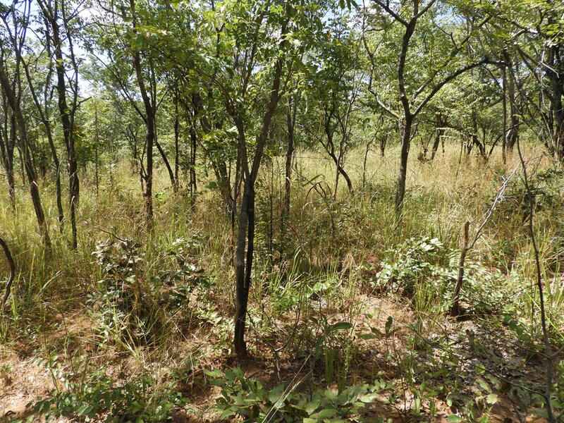 Collaborative Tree-Planting Initiatives Main Gallery Image