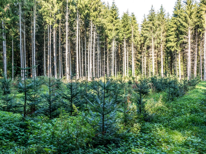 Student-Focused Forestry Certifications Main Gallery Image