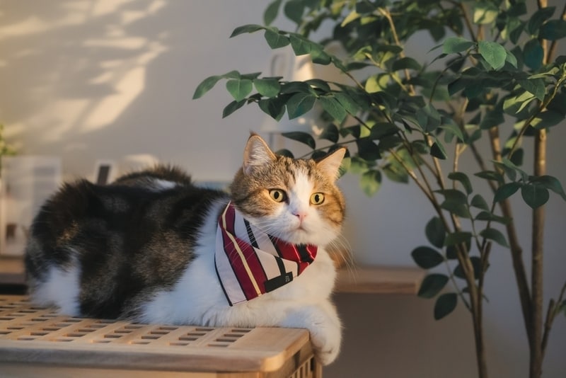 Sustainable Pet Apparel Main Gallery Image