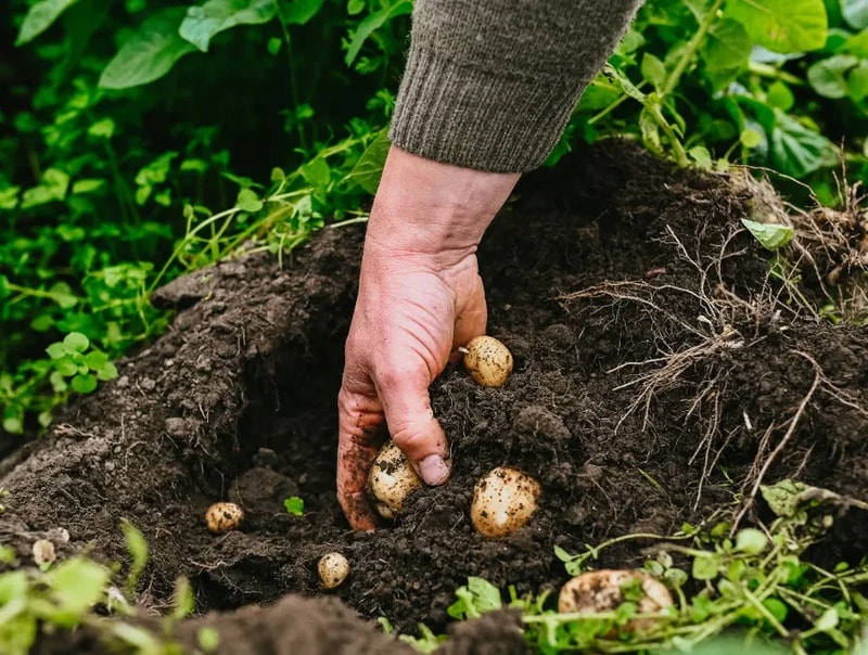 Regenerative Agriculture Funds Main Gallery Image