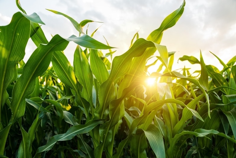Sustainable Agriculture Programs Main Gallery Image