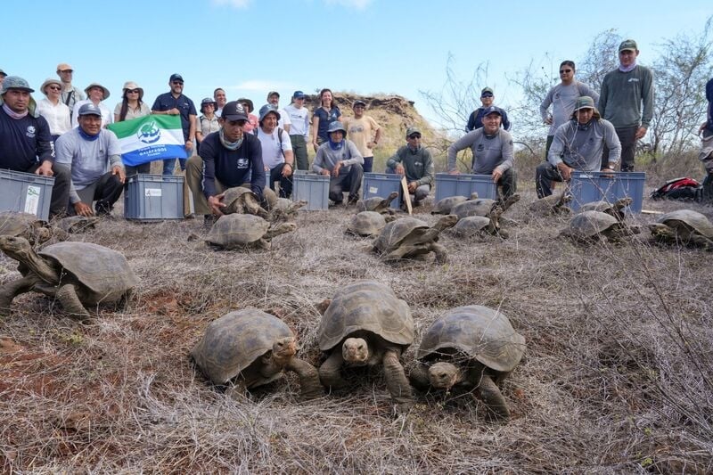 Tortoise Rescuing Expeditions Main Gallery Image