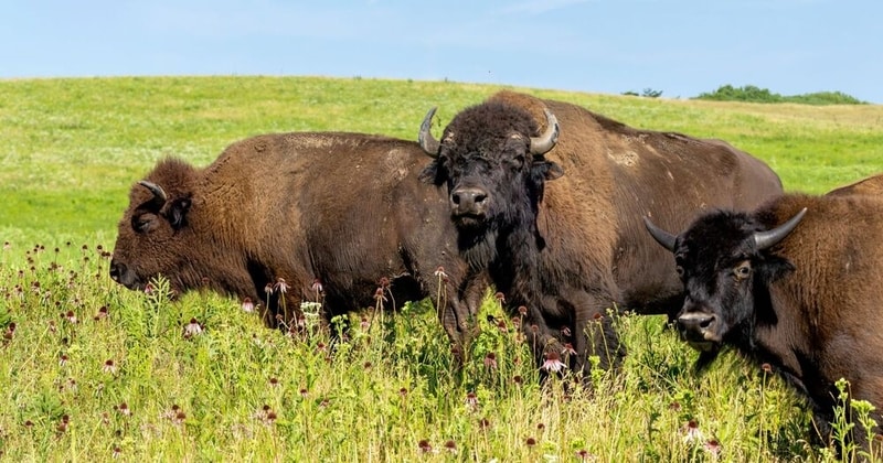 Climate-Friendly Bison Initiatives Main Gallery Image