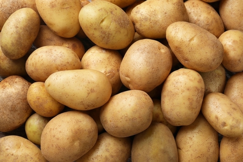 Low-Carbon Potato Concepts Main Gallery Image