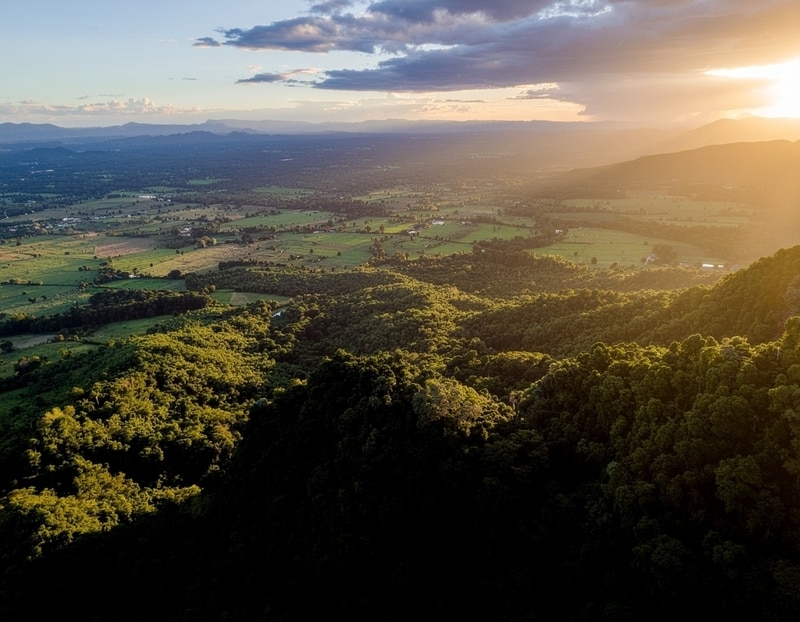 Forest Restoration Collaborations Main Gallery Image