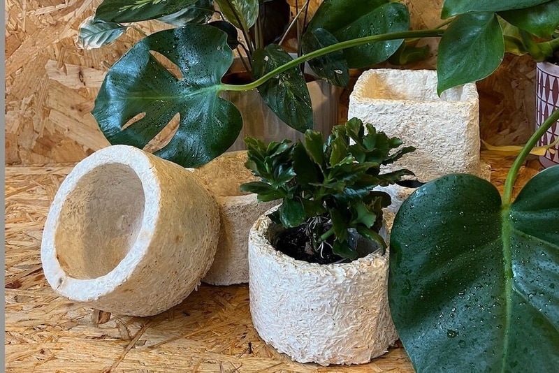 Mycelium-Forward Product Packaging Main Gallery Image