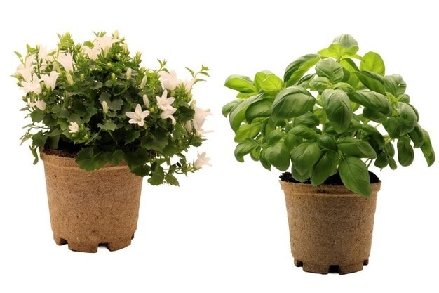 Improved Fiber-Based Plant Pots Main Gallery Image