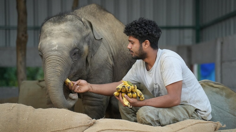 Wildlife-Supporting Online Auctions Main Gallery Image