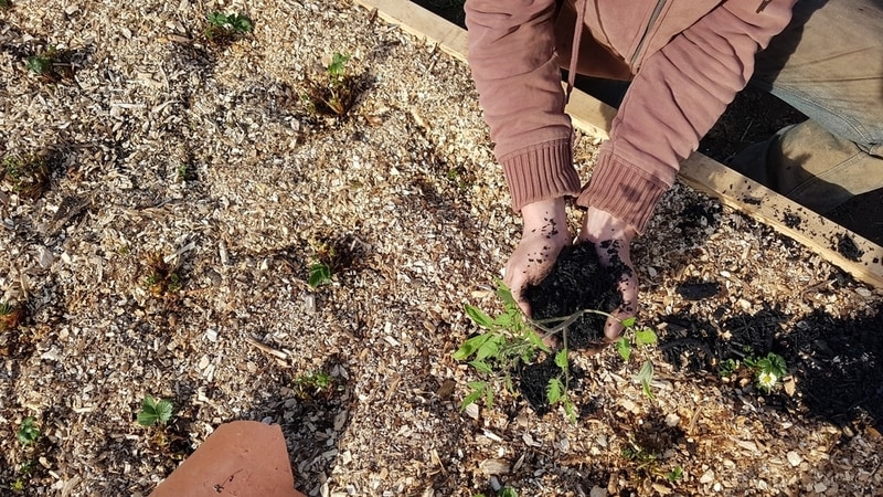 Biochar Carbon Removal Deals Main Gallery Image