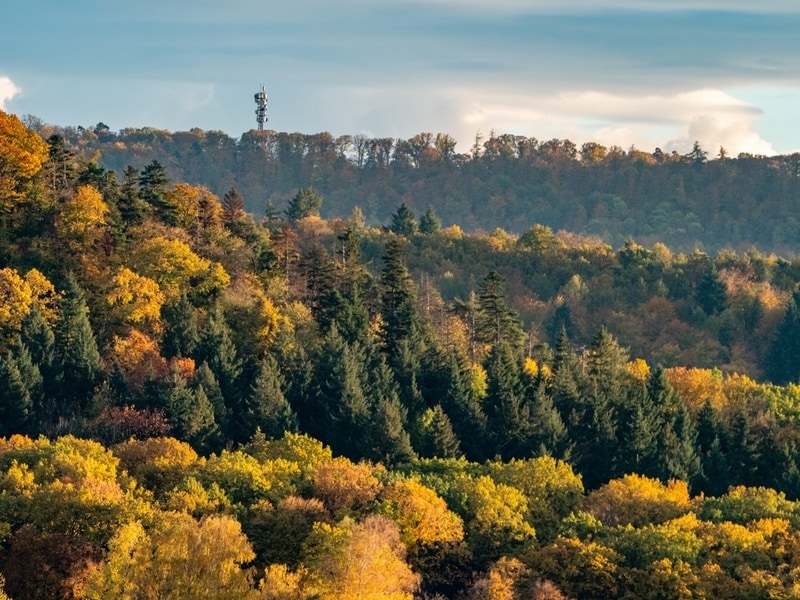 Wildfire Restoration Carbon Projects Main Gallery Image