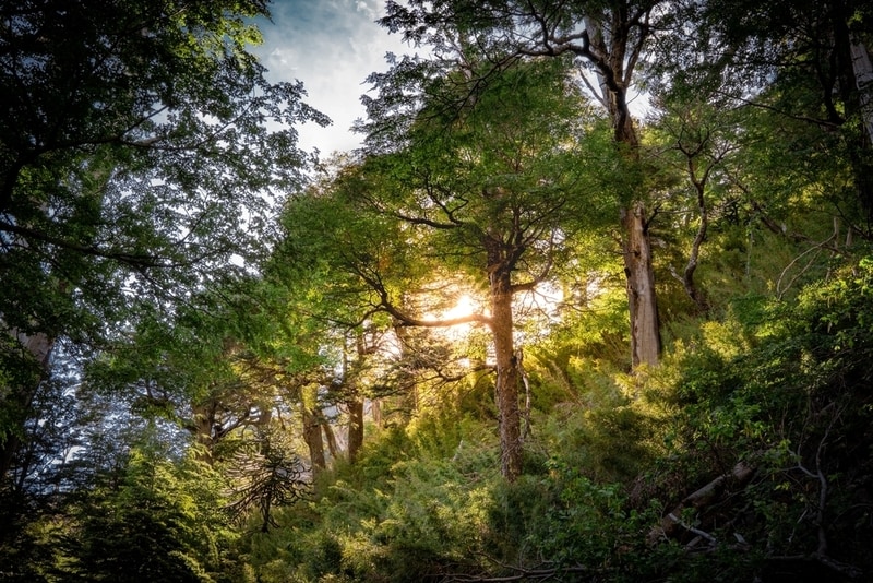 Timberland Investment Funds Main Gallery Image