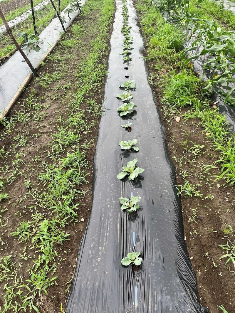 Biodegradable Mulch Film Main Gallery Image