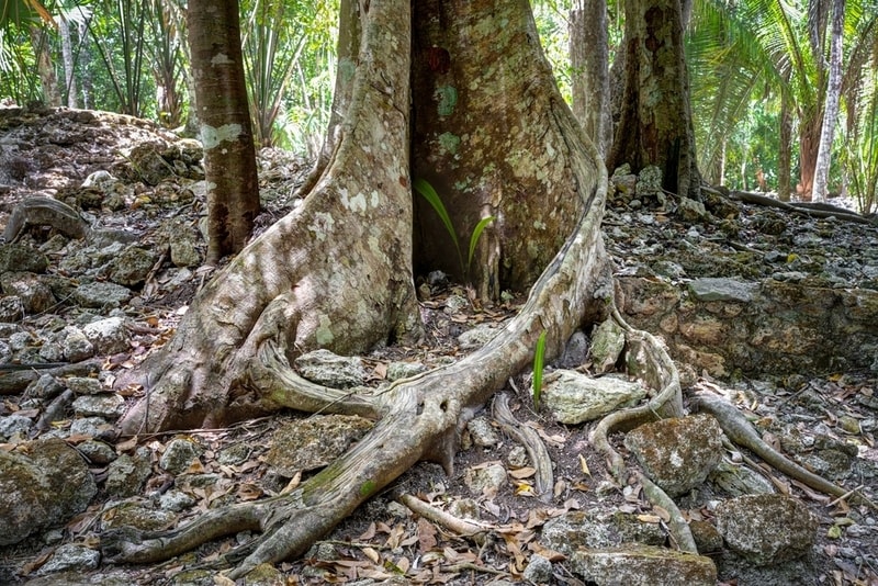 Colombian Forest Projects Main Gallery Image