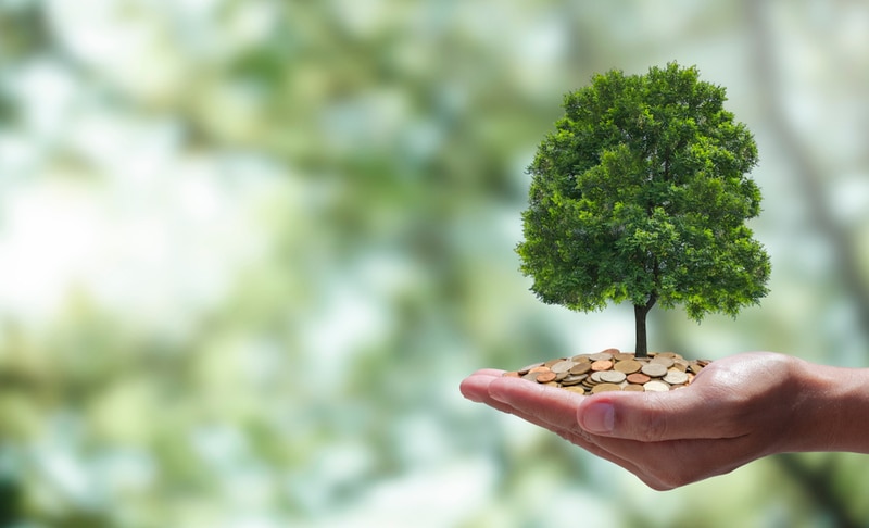 Brand Reforestation Partnerships Main Gallery Image