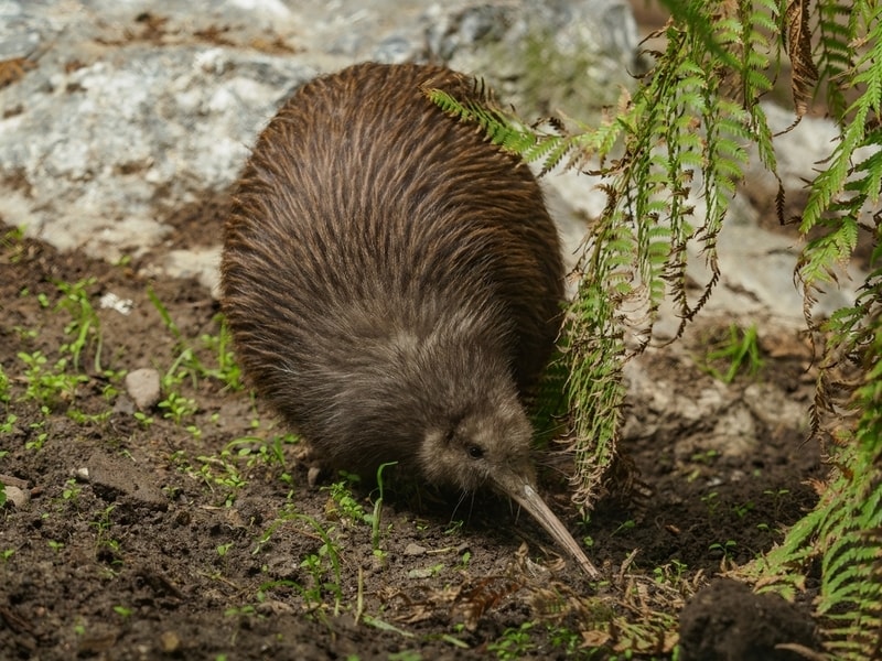 Kiwi-Centered Tourism Efforts Main Gallery Image