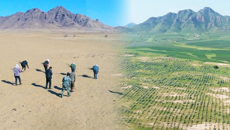 Gamified Reforestation App Milestones Main Gallery Image