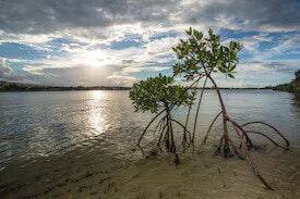 Corporate Habitat Restoration Funds Main Gallery Image