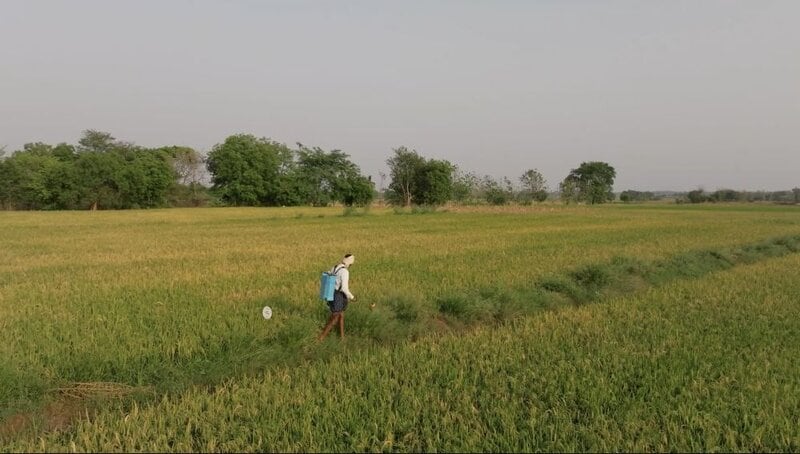 Methane-Reducing Rice Farming Main Gallery Image