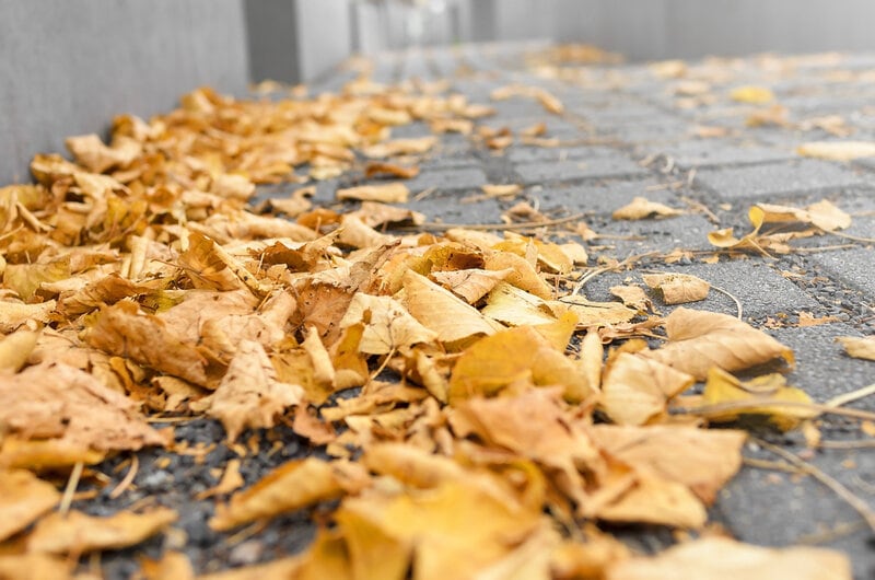 Fallen Leaf Bioplastics: Perennial Polymers Turns City Leaves into ...