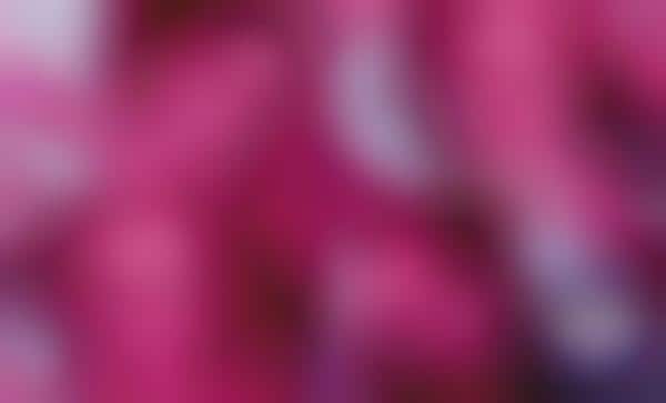 Flushed Fuchsia Campaigns