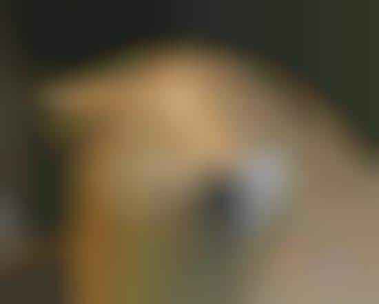 Photographic Pet Face Detection