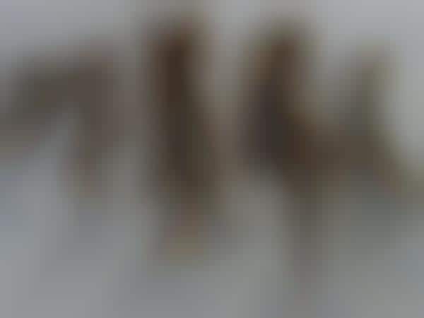 Dead Animal Photography