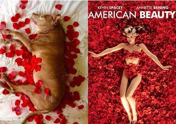 Pooch-Posing Movie Posters